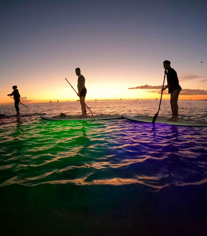 ハワイコア　シェル　ルームライト Contact Nocturnal Adventures Hawaii - Oahu Night Activities